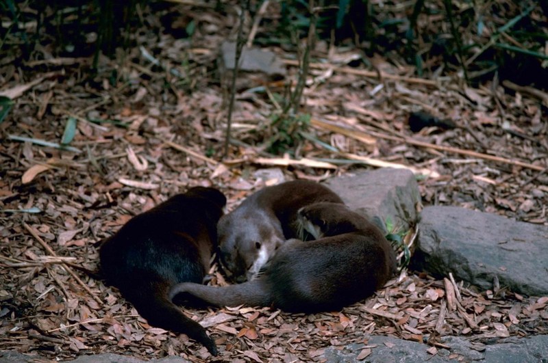 North American River Otter (Lontra canadensis){!--북미수달--> trio; DISPLAY FULL IMAGE.