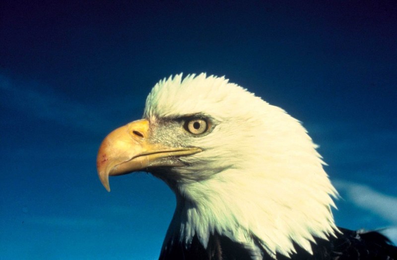 Bald Eagle (Haliaeetus leucocephalus){!--흰머리수리--> head; DISPLAY FULL IMAGE.