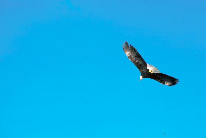 Bald Eagle (Haliaeetus leucocephalus){!--흰머리수리--> in flight; DISPLAY FULL IMAGE.