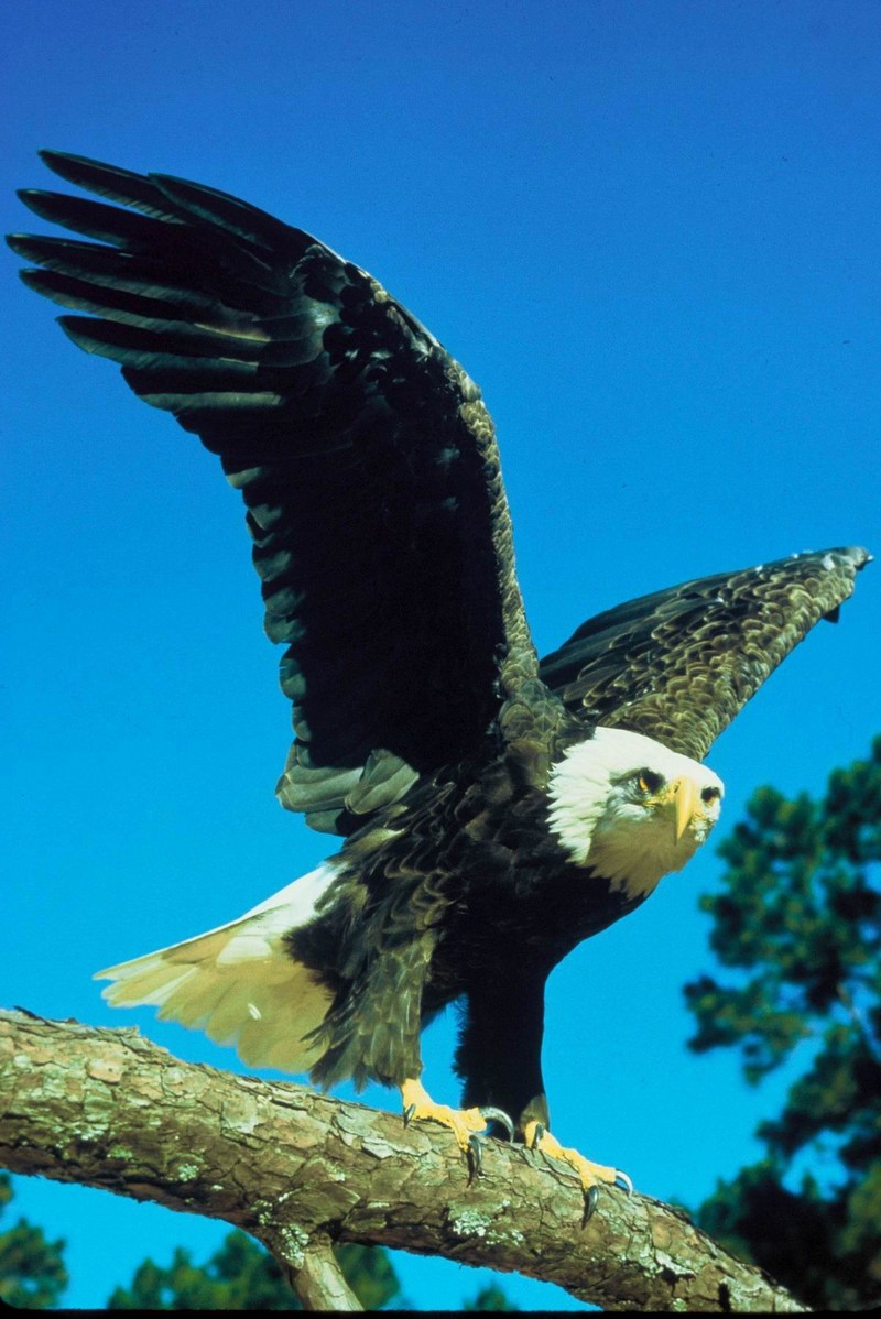 Bald Eagle (Haliaeetus leucocephalus){!--흰머리수리-->; DISPLAY FULL IMAGE.