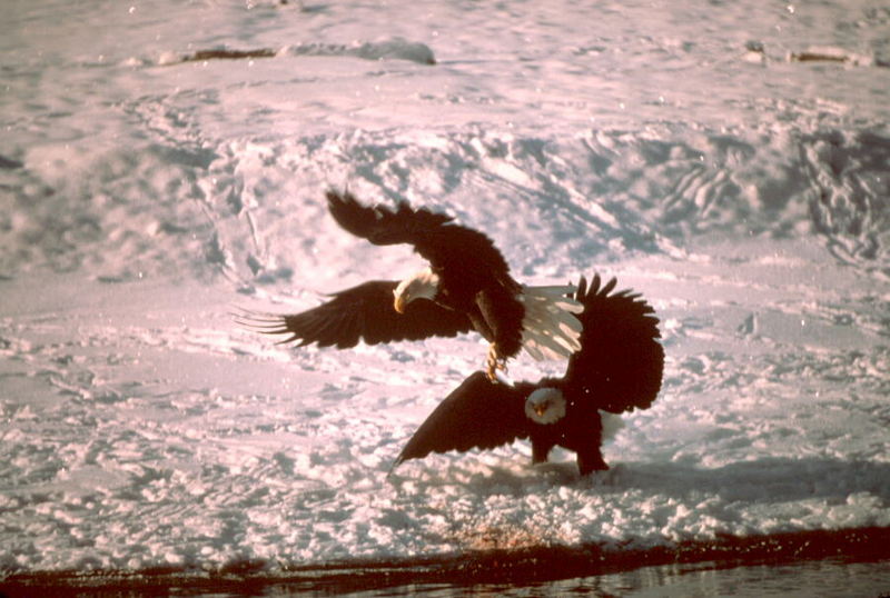 Bald Eagle (Haliaeetus leucocephalus){!--흰머리수리--> pair on snow; DISPLAY FULL IMAGE.