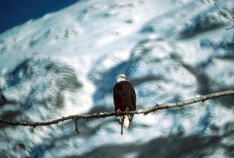 Bald Eagle (Haliaeetus leucocephalus){!--흰머리수리-->; DISPLAY FULL IMAGE.