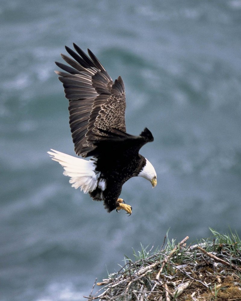 Bald Eagle (Haliaeetus leucocephalus){!--흰머리수리--> come back home; DISPLAY FULL IMAGE.