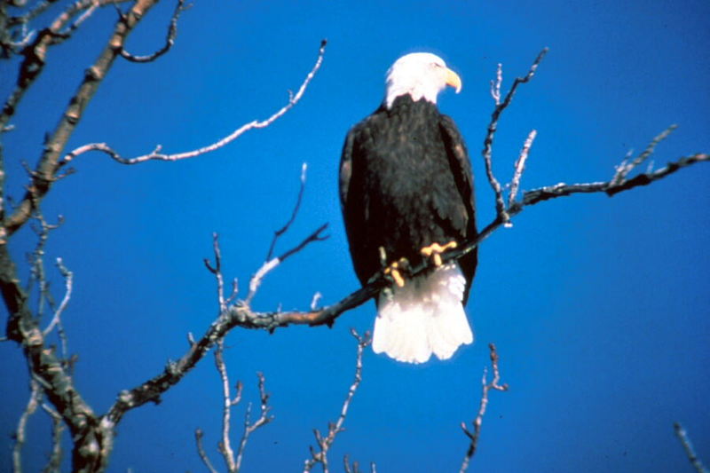 Bald Eagle (Haliaeetus leucocephalus){!--흰머리수리--> perching; DISPLAY FULL IMAGE.