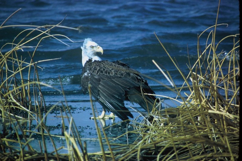 Bald Eagle (Haliaeetus leucocephalus){!--흰머리수리-->; DISPLAY FULL IMAGE.