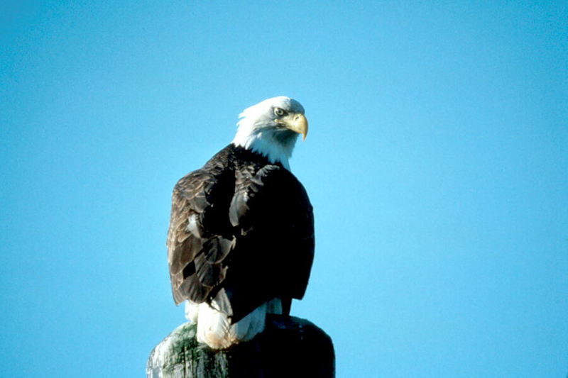 Bald Eagle (Haliaeetus leucocephalus){!--흰머리수리--> perched; DISPLAY FULL IMAGE.