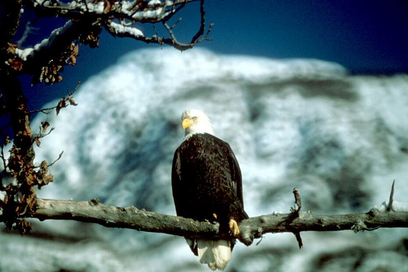 Bald Eagle (Haliaeetus leucocephalus){!--흰머리수리--> perched; DISPLAY FULL IMAGE.