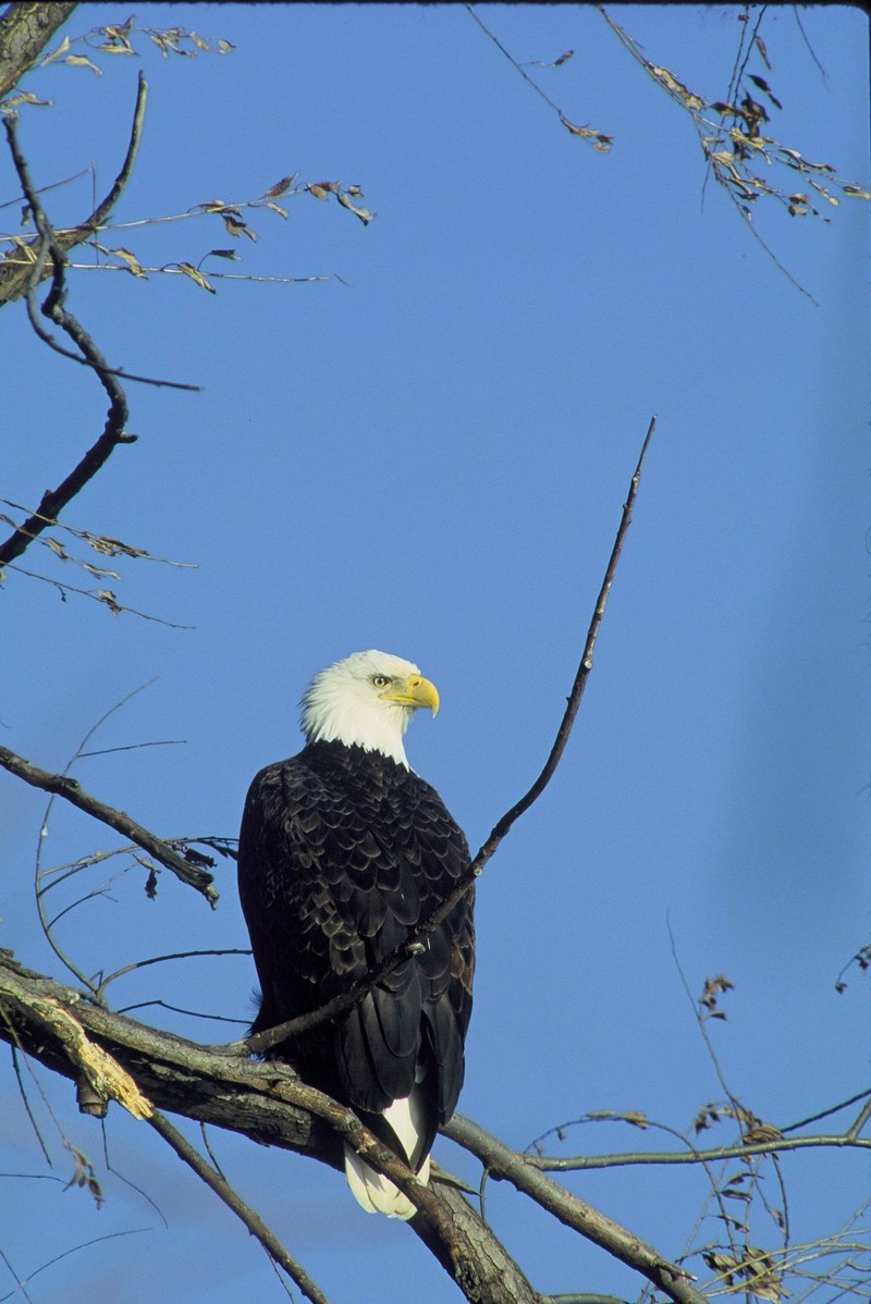 Bald Eagle (Haliaeetus leucocephalus){!--흰머리수리--> perched; DISPLAY FULL IMAGE.