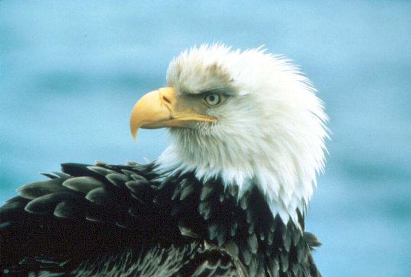 Bald Eagle (Haliaeetus leucocephalus){!--흰머리수리--> head; DISPLAY FULL IMAGE.