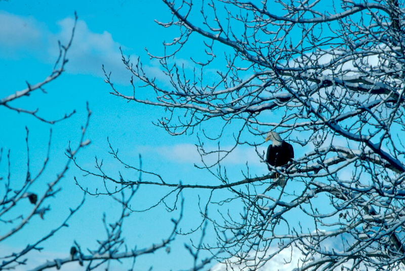 Bald Eagle (Haliaeetus leucocephalus){!--흰머리수리--> on tree; DISPLAY FULL IMAGE.