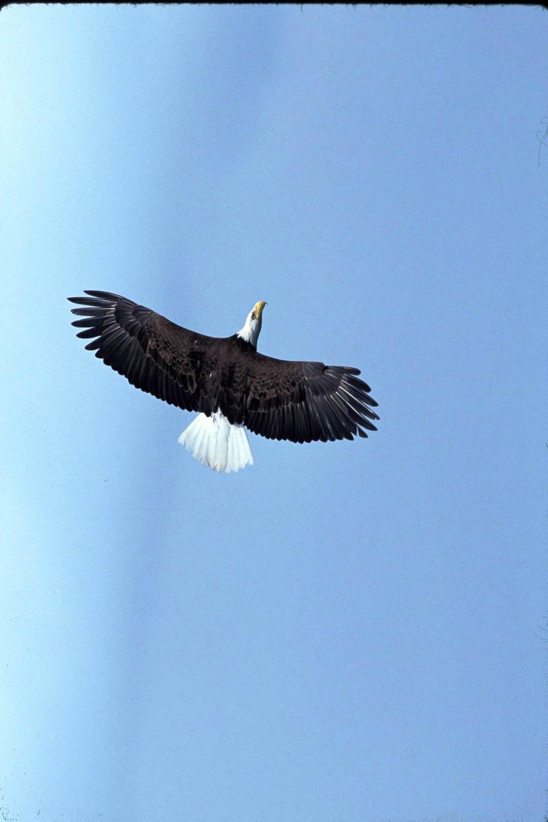 Bald Eagle (Haliaeetus leucocephalus){!--흰머리수리--> in flight; DISPLAY FULL IMAGE.
