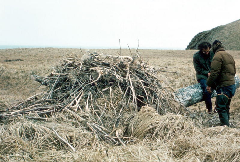 Bald Eagle (Haliaeetus leucocephalus){!--흰머리수리--> nest; DISPLAY FULL IMAGE.