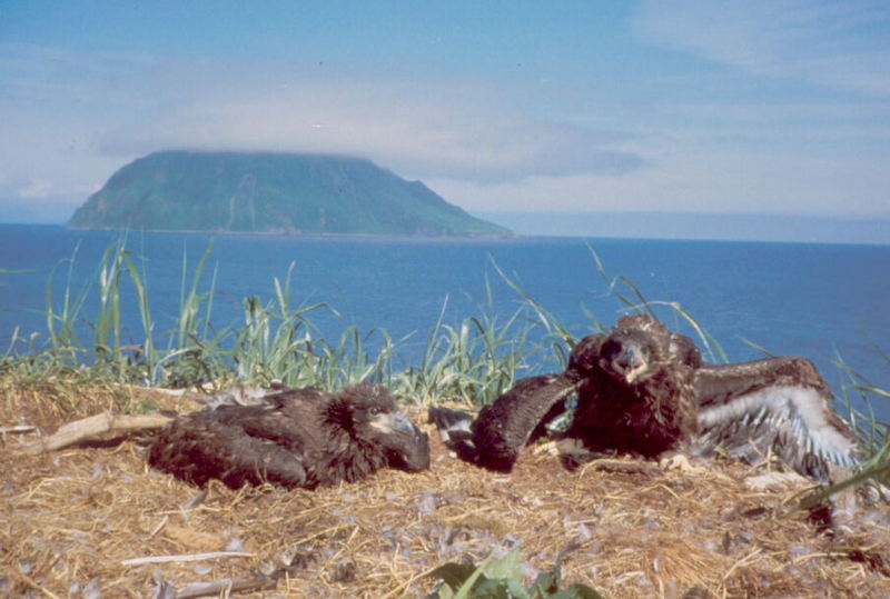 Bald Eagle (Haliaeetus leucocephalus){!--흰머리수리--> fledglings in nest; DISPLAY FULL IMAGE.