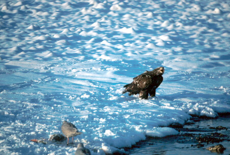 Bald Eagle (Haliaeetus leucocephalus){!--흰머리수리--> juvenile; DISPLAY FULL IMAGE.