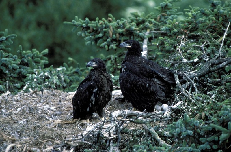 Bald Eagle (Haliaeetus leucocephalus){!--흰머리수리--> juvenile; DISPLAY FULL IMAGE.