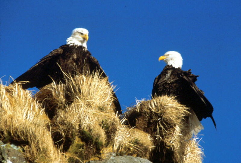 Bald Eagle (Haliaeetus leucocephalus){!--흰머리수리--> pair; DISPLAY FULL IMAGE.