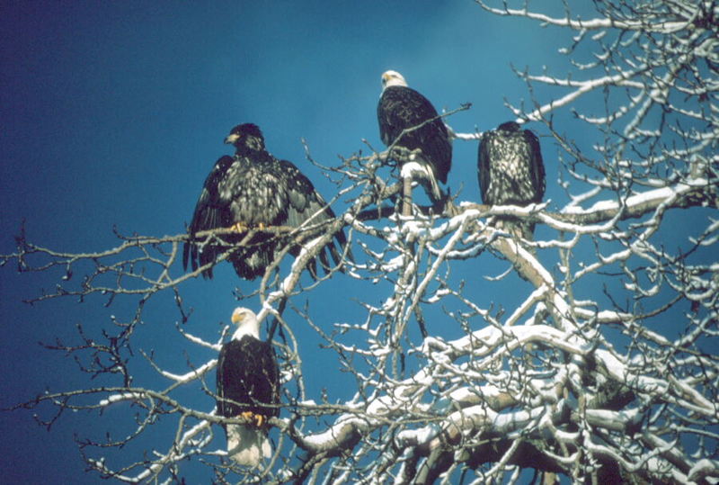 Bald Eagle (Haliaeetus leucocephalus){!--흰머리수리--> adults and fledgling; DISPLAY FULL IMAGE.