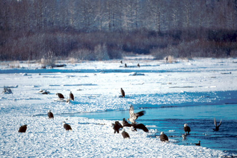 Bald Eagle (Haliaeetus leucocephalus){!--흰머리수리--> flock feeding at Haines; DISPLAY FULL IMAGE.