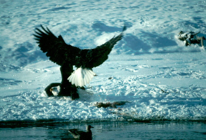 Bald Eagle (Haliaeetus leucocephalus){!--흰머리수리--> fighting over fish; DISPLAY FULL IMAGE.