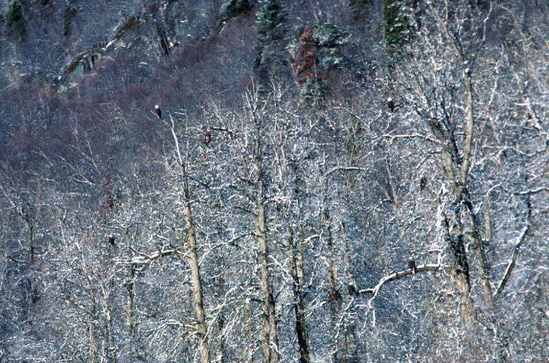 Bald Eagle (Haliaeetus leucocephalus){!--흰머리수리--> flock on tree; DISPLAY FULL IMAGE.