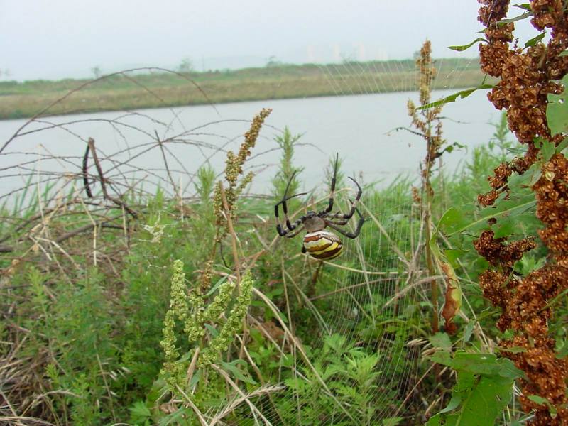 Far Eastern black-and-yellow garden spider (Argiope amoena){!--호랑거미-->; DISPLAY FULL IMAGE.