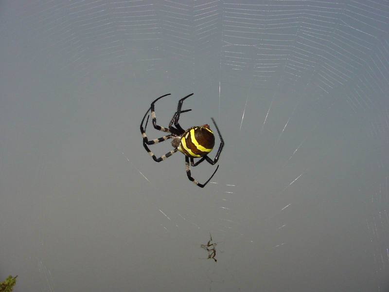 Far Eastern black-and-yellow garden spider (Argiope amoena){!--호랑거미-->; DISPLAY FULL IMAGE.