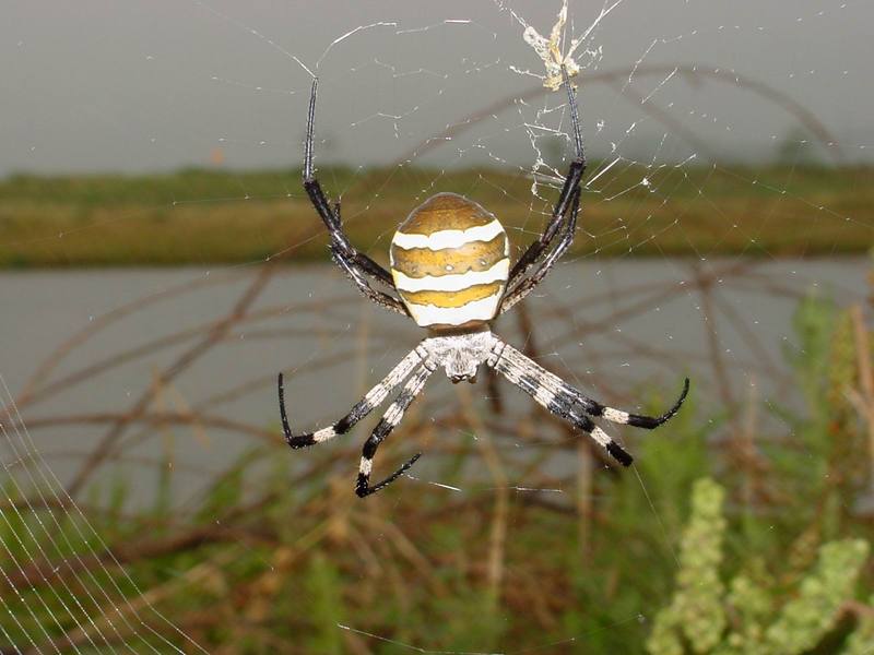 Far Eastern black-and-yellow garden spider (Argiope amoena){!--호랑거미-->; DISPLAY FULL IMAGE.