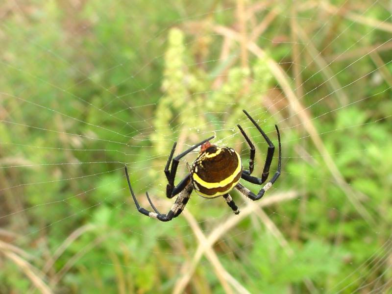 Far Eastern black-and-yellow garden spider (Argiope amoena){!--호랑거미-->; DISPLAY FULL IMAGE.