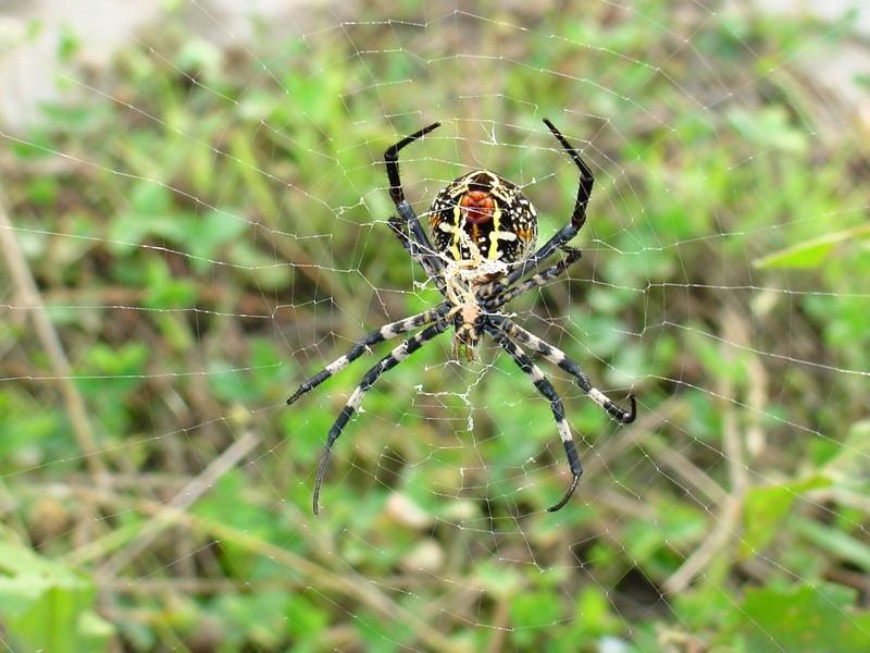 Far Eastern black-and-yellow garden spider (Argiope amoena){!--호랑거미-->; DISPLAY FULL IMAGE.