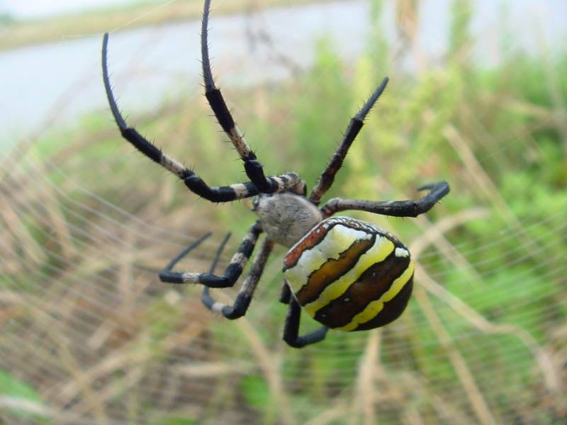 Far Eastern black-and-yellow garden spider (Argiope amoena){!--호랑거미-->; DISPLAY FULL IMAGE.