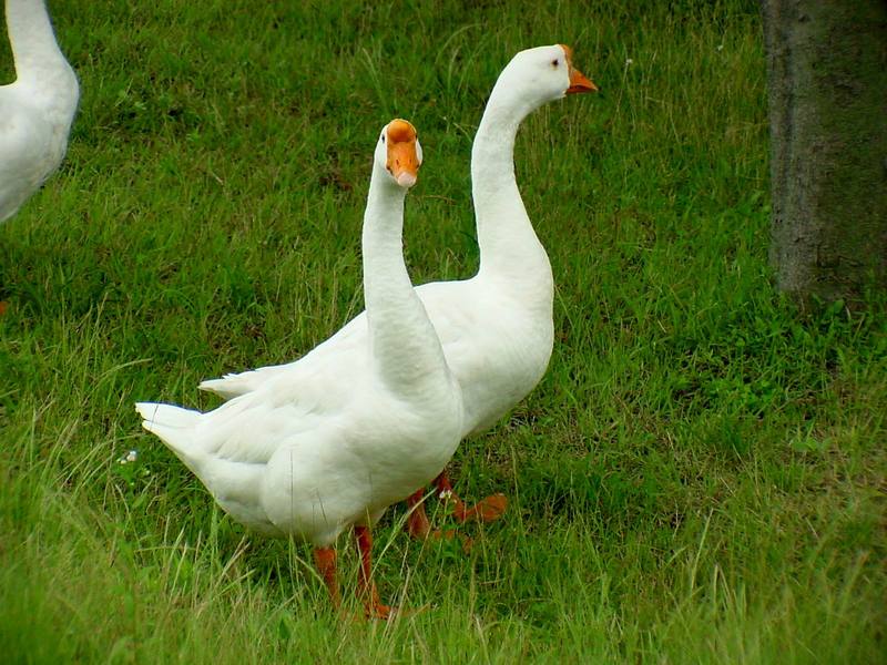 중국거위 Anser cygnoides (Swan Geese); DISPLAY FULL IMAGE.