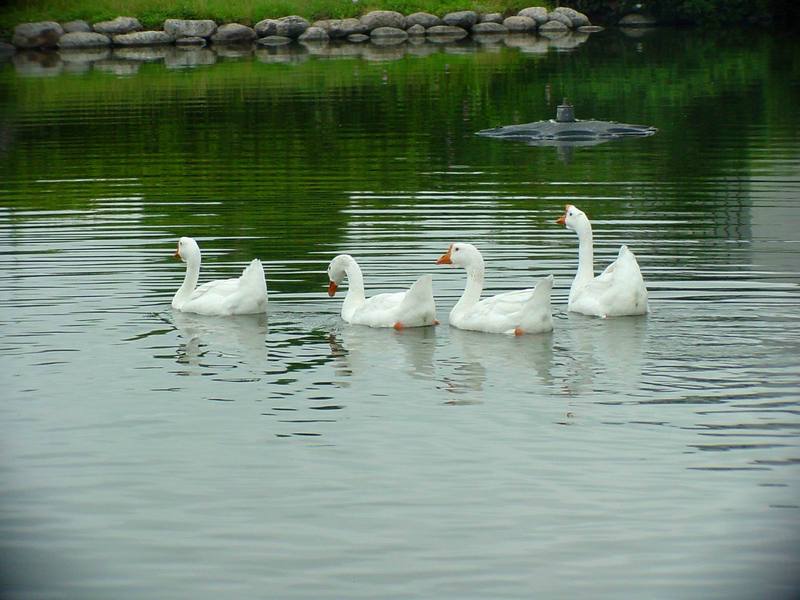 중국거위 Anser cygnoides (Swan Geese); DISPLAY FULL IMAGE.