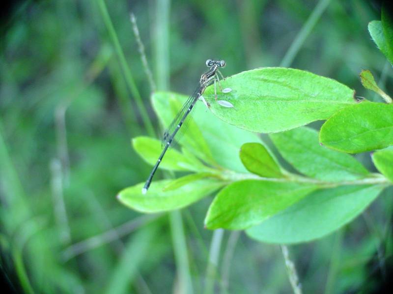 Damselfly; DISPLAY FULL IMAGE.