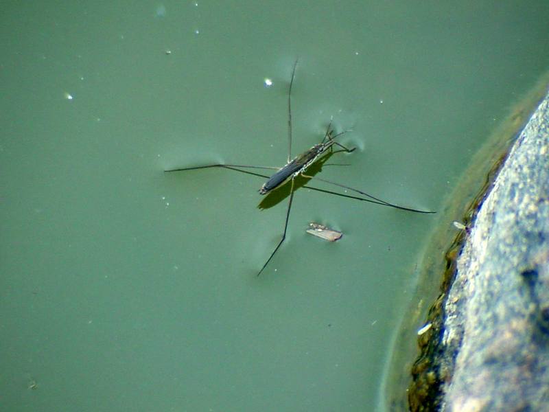 Paludum water strider (Aquarius paludum); DISPLAY FULL IMAGE.