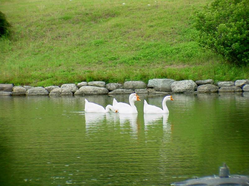 중국거위 Anser cygnoides (Swan Geese swimming in pond); DISPLAY FULL IMAGE.