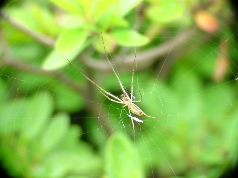 Long-jawed Spider (Tetragnatha maxillosa) - not sure for the identification; DISPLAY FULL IMAGE.