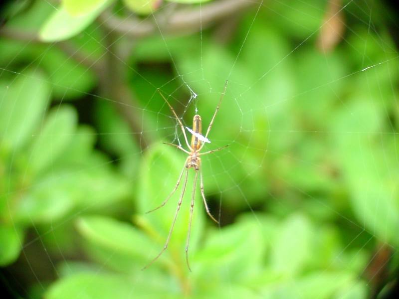 Long-jawed Spider (Tetragnatha maxillosa) - not sure for the identification; DISPLAY FULL IMAGE.