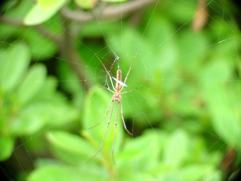 Long-jawed Spider (Tetragnatha maxillosa) - not sure for the identification; DISPLAY FULL IMAGE.