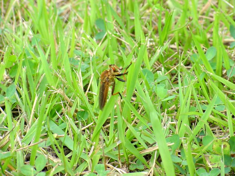 Robberfly; DISPLAY FULL IMAGE.