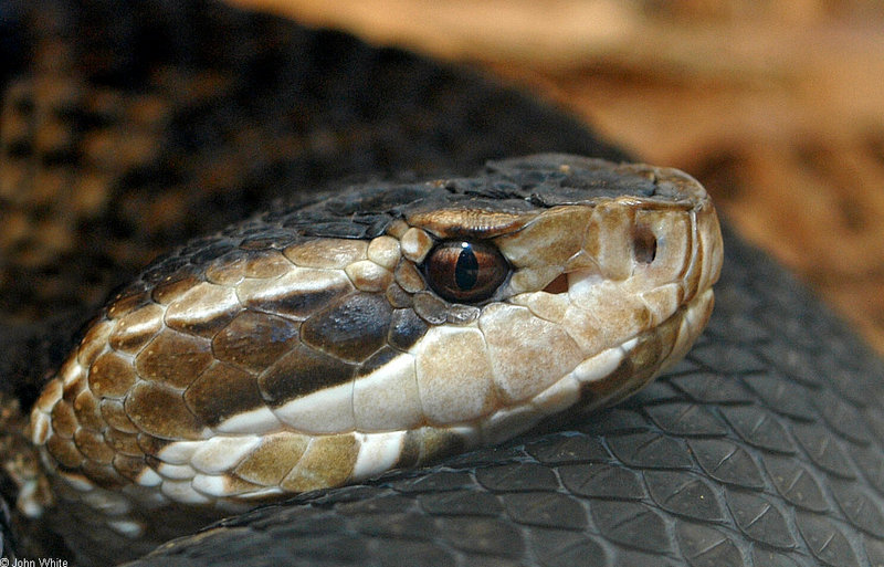 misc. critters - Eastern Cottonmouth (Agkistrodon piscivorus piscivorus).jpg; DISPLAY FULL IMAGE.