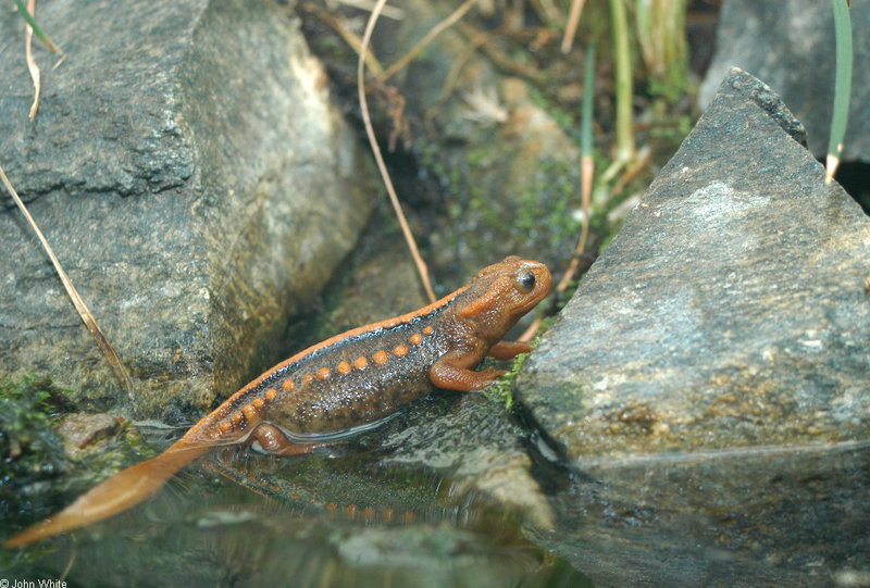 misc. critters - Yunnan Newt (Tylototriton shanjing).jpg (1/1); DISPLAY FULL IMAGE.