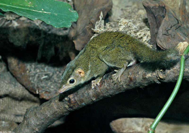 misc. critters - Lesser Tree Shrew (Tupaia minor).jpg (1/1); DISPLAY FULL IMAGE.