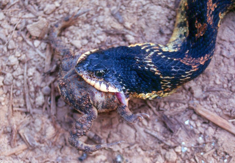 Animal Lunch - Animal bites008.jpg (1/1); DISPLAY FULL IMAGE.