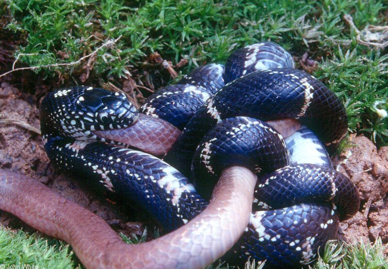 Animal Lunch - Animal bites012.jpg (1/1); DISPLAY FULL IMAGE.