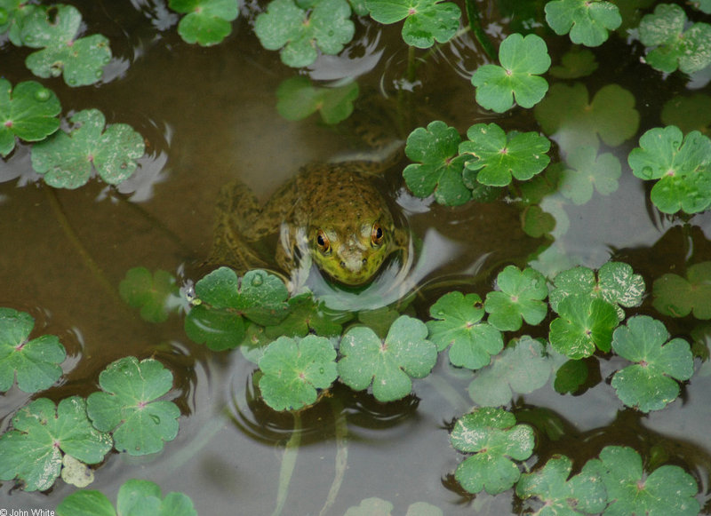 Swamp Walk Critters - bullfrog003.JPG (1/1); DISPLAY FULL IMAGE.