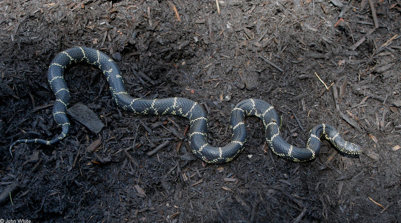 Eastern Kingsnake (Lampropeltis getula getula) 1; DISPLAY FULL IMAGE.