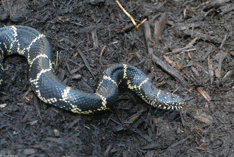 Eastern Kingsnake (Lampropeltis getula getula) 2; DISPLAY FULL IMAGE.