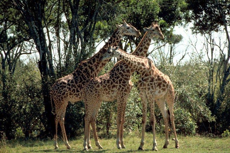 Masai Giraffe (Giraffa camelopardalis tippelskirchi){!--마사이기린-->; DISPLAY FULL IMAGE.