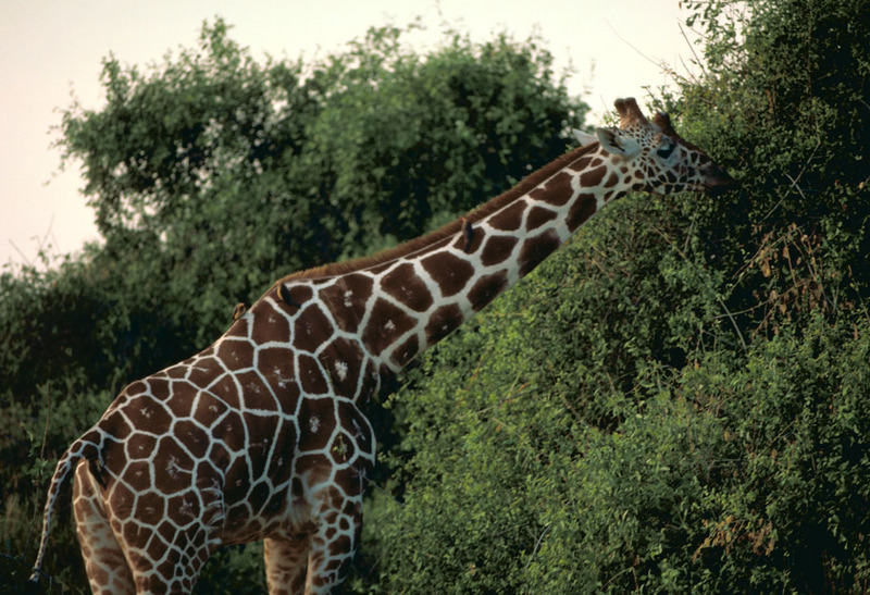 Reticulated Giraffe (Giraffa camelopardalis reticulata){!--그물무늬기린-->; DISPLAY FULL IMAGE.