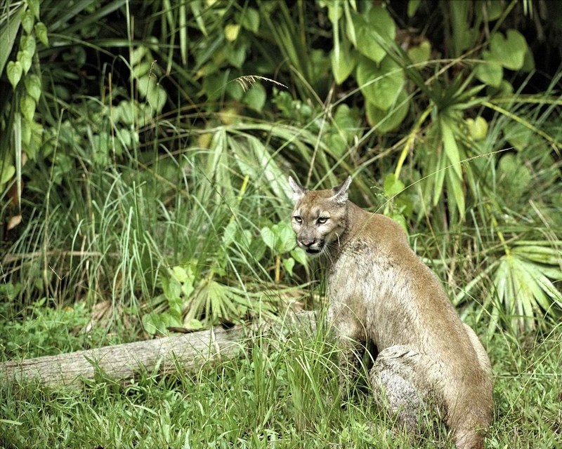 Florida Panther (Puma concolor coryi){!--플로리다퓨마/쿠거-->; DISPLAY FULL IMAGE.